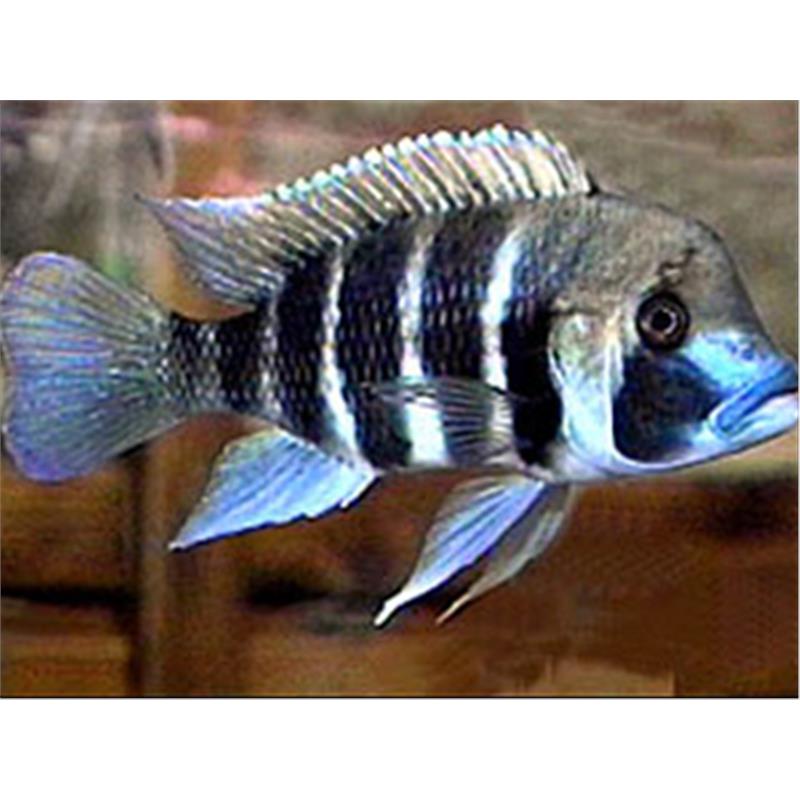 Cyphotilapia frontosa kigoma - imagine 3